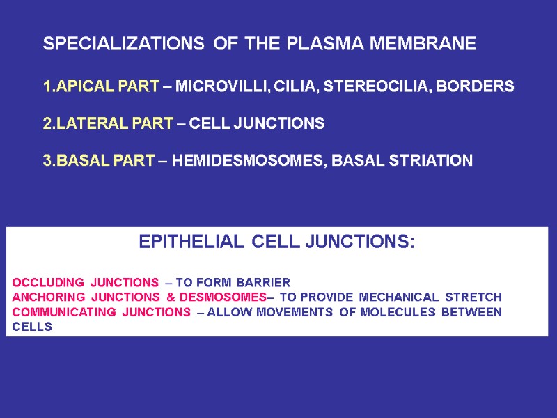 SPECIALIZATIONS OF THE PLASMA MEMBRANE   1.APICAL PART – MICROVILLI, CILIA, STEREOCILIA, BORDERS
